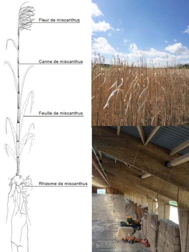 La filière du miscanthus 