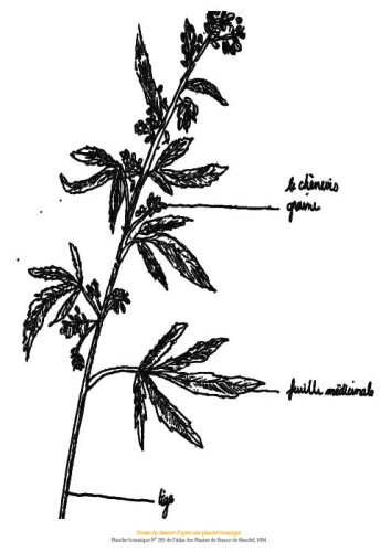 Une filière artisanale pour la cité du 12/14 : Le chanvre comme toile de fond à une nouvelle lecture du bassin minier 